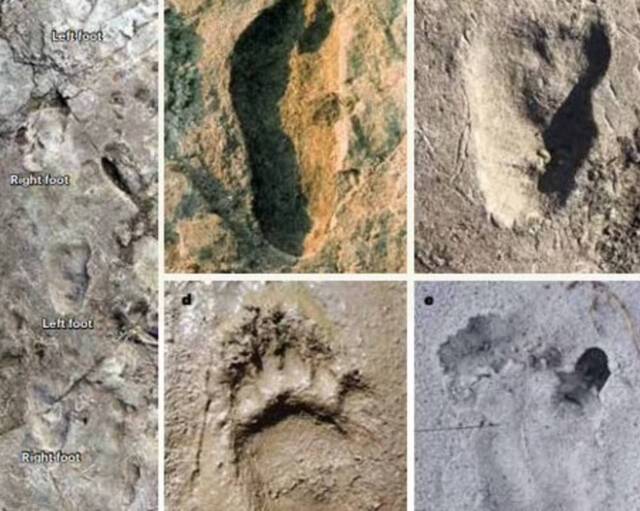 Ученые смогли расшифровать таинственные следы, которым 3,7 млн лет