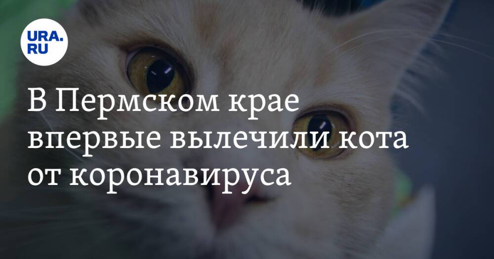 В Пермском крае впервые вылечили кота от коронавируса