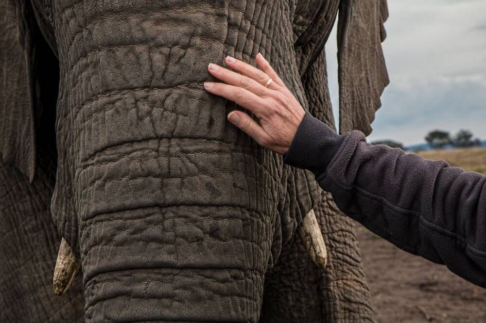 Дом престарелых для слонов открылся во Франции
