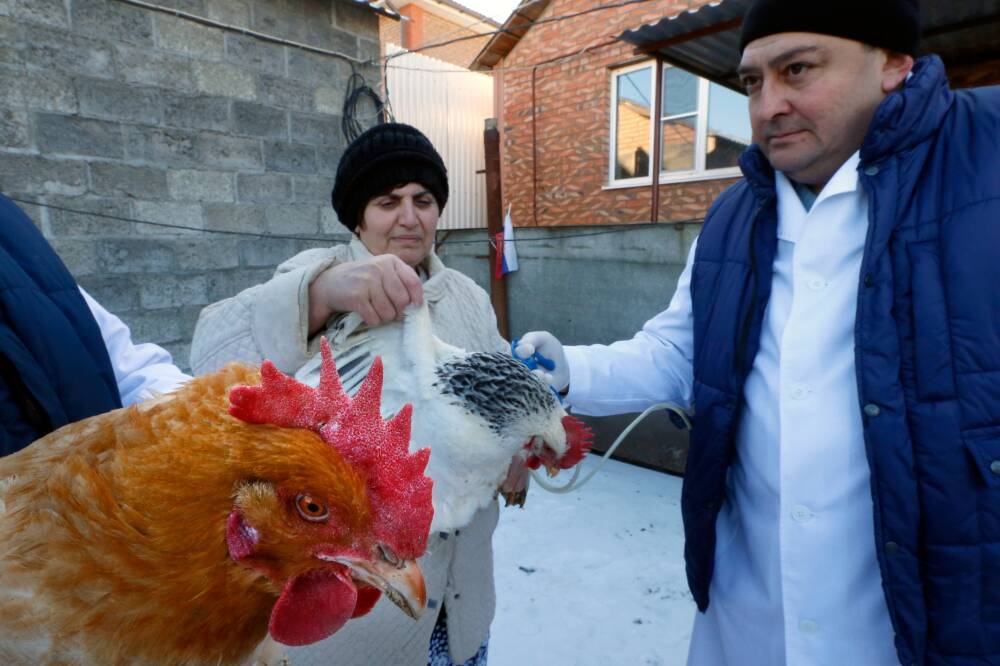 На Ставрополье выявили очаг птичьего гриппа