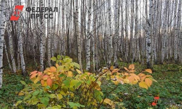 Нижегородская область стала одним из лидеров акции «Сохраним лес»