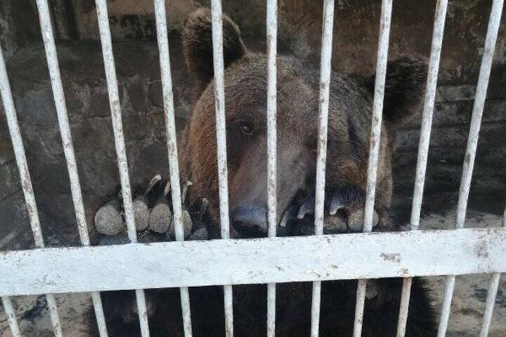 В Курской области суд решил изъять диких животных из частного зоопарка в Журавлино