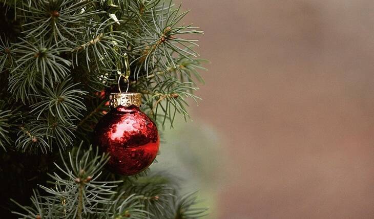 Энтомолог рассказал о насекомых, которые могут «приехать» в дом на новогодней ёлке