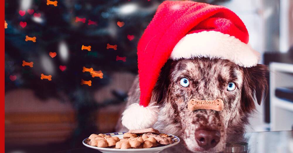 Какое лакомство дать собаке на Новый год: советы кинолога