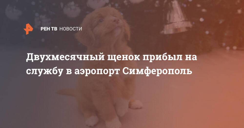 Двухмесячный щенок прибыл на службу в аэропорт Симферополь