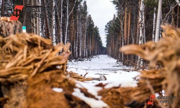 В районе Новгородской области незаконно вырубили лес почти на 3 млн рублей