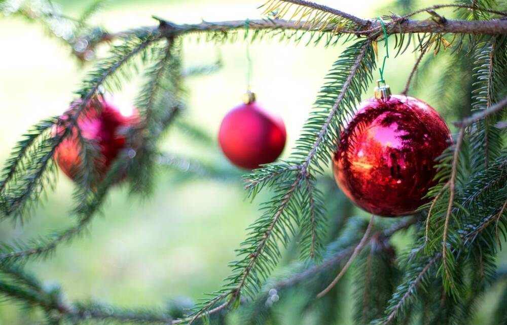 В новогодних елях могут прятаться клещи и клопы