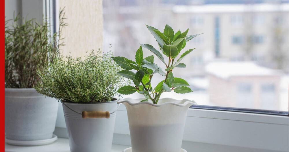Комнатные растения зимой: как скорректировать уход, чтобы не навредить