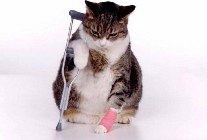 Что делать, если кот сломал лапу: признаки перелома, первая помощь, перевозка в клинику, лечение. Перелом лапы у кота – как определить повреждение и какие действия предпринять?Все о породах кошек с