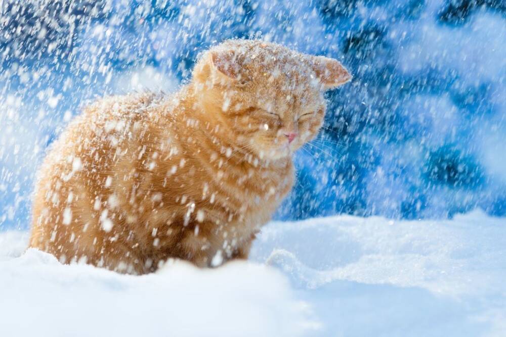 Снегопады ожидаются в Новгородской области во вторник