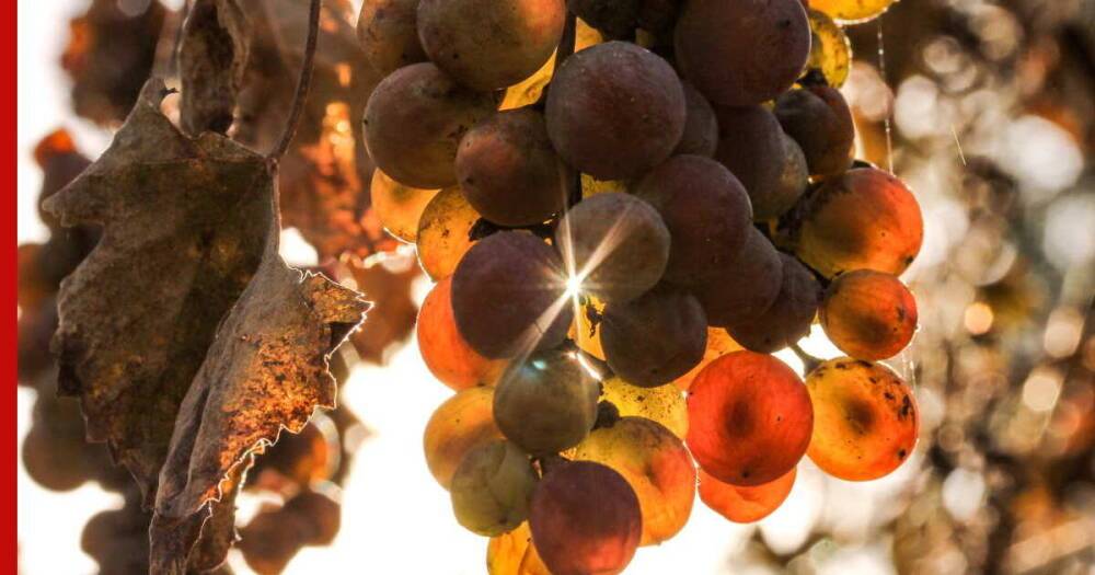 Как сохранить виноград от вымерзания зимой: главные правила