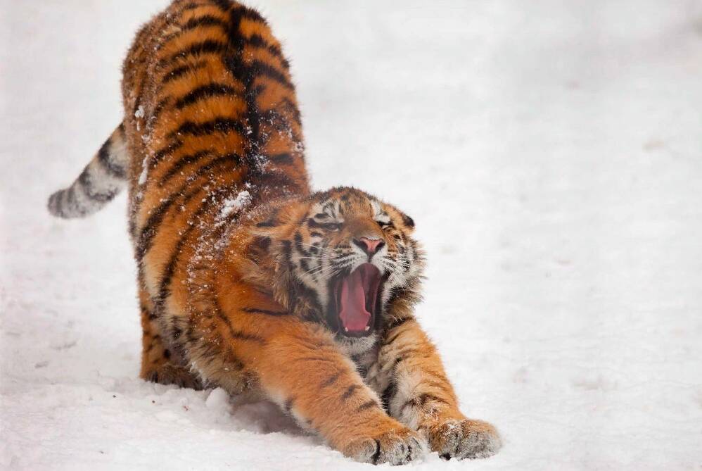 В Новосибирском зоопарке показали, как зевает тигр