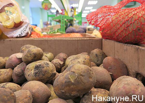 России может грозить дефицит картофеля