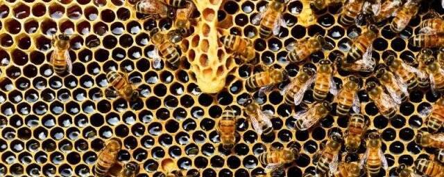 Наиболее многочисленная в мире медоносная пчела появилась 7 млн лет назад в Западной Азии