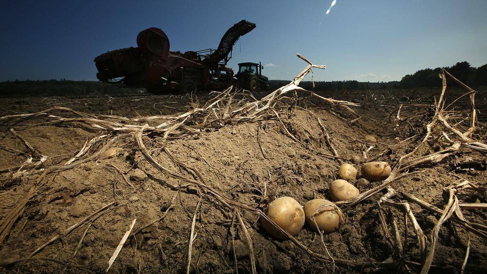 Бизнес предупреждает о возможном дефиците российского картофеля в 2022 году
