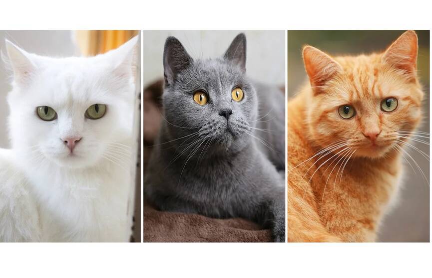 Как узнать характер кошки по окрасу?