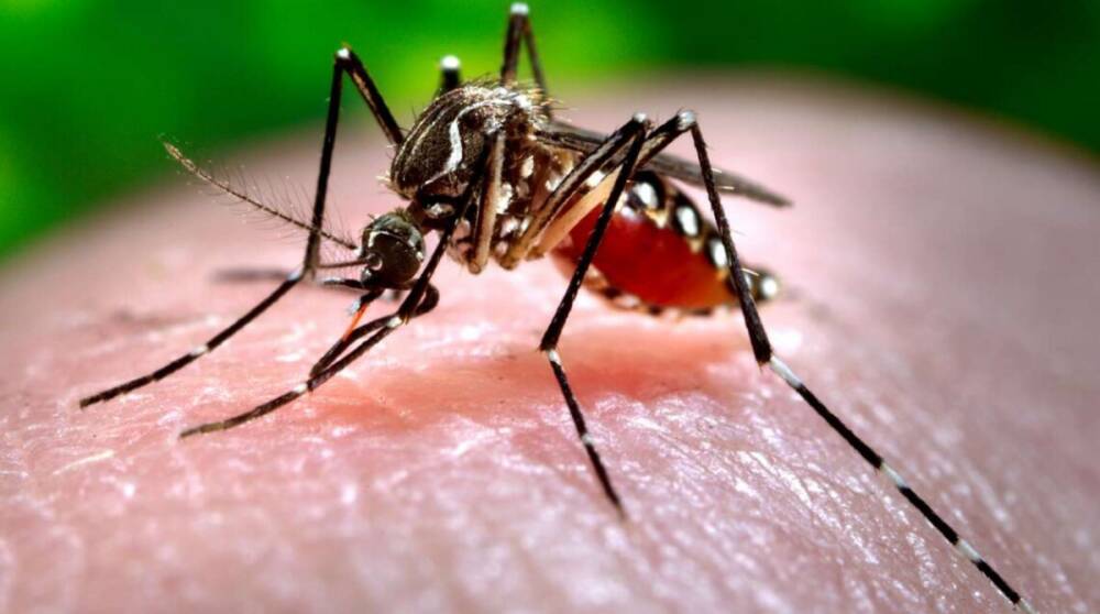 В мире резко возросла смертность от малярии – ВОЗ