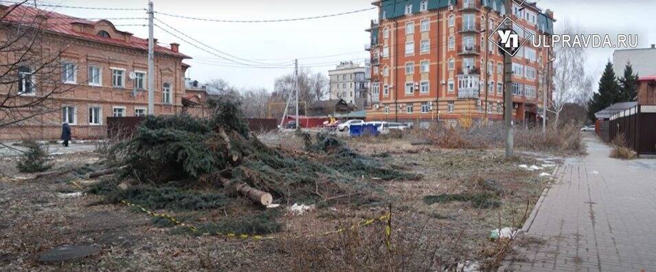 Виновных за вырубку голубых елей в центре Ульяновска найдут и накажут