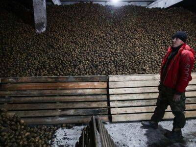 Производители предупредили о возможном дефиците картофеля в 2022 году