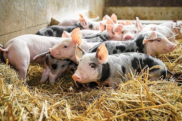 Правило 5D с 2022 года: в Aldi и Lidl будет свинина только немецких производителей