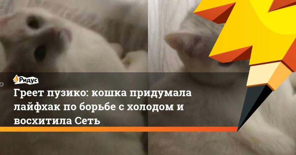 Греет пузико: кошка придумала лайфхак по борьбе с холодом и восхитила Сеть