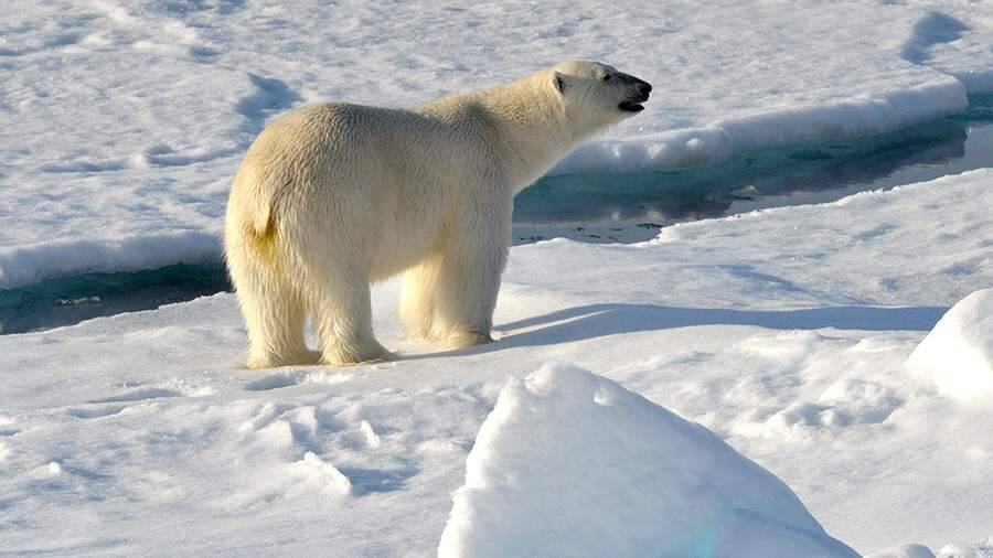 В пресс-центре МИЦ «Известия» расскажут о защите белых медведей