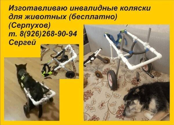 Власти Серпухова предложили создающему коляски для животных пенсионеру «всестороннюю поддержку»