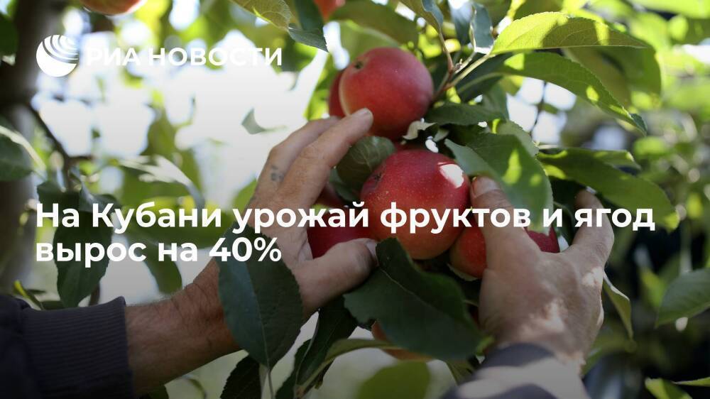 В Краснодарском крае урожай фруктов и ягод вырос на 40%, до 430 тысяч тонн