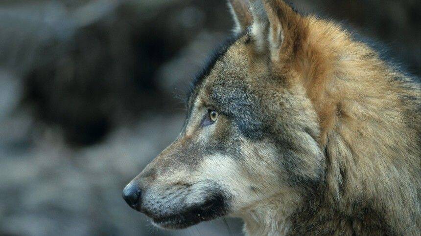 Голодные волки не дают покоя жителям одного из городов в Ленобласти