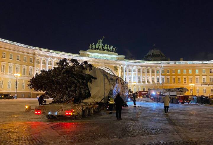 Главную новогоднюю ель Петербурга доставили на Дворцовую площадь из Ленобласти
