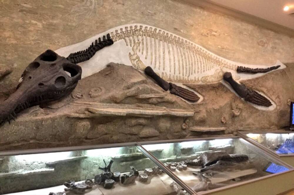 Останки ихтиозавра возрастом более 110 млн лет найдены в Австралии
