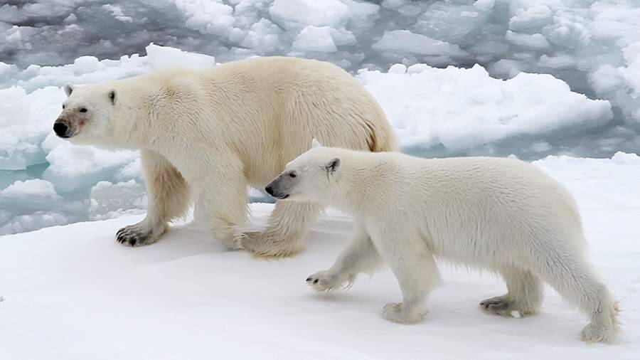 В пресс-центре МИЦ «Известия» обсуждают защиту белых медведей. Трансляция