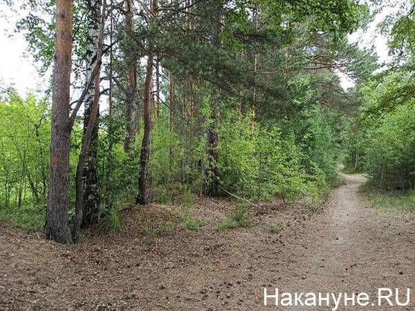 В Челябинске создадут две бригады лесников для обслуживания городского бора