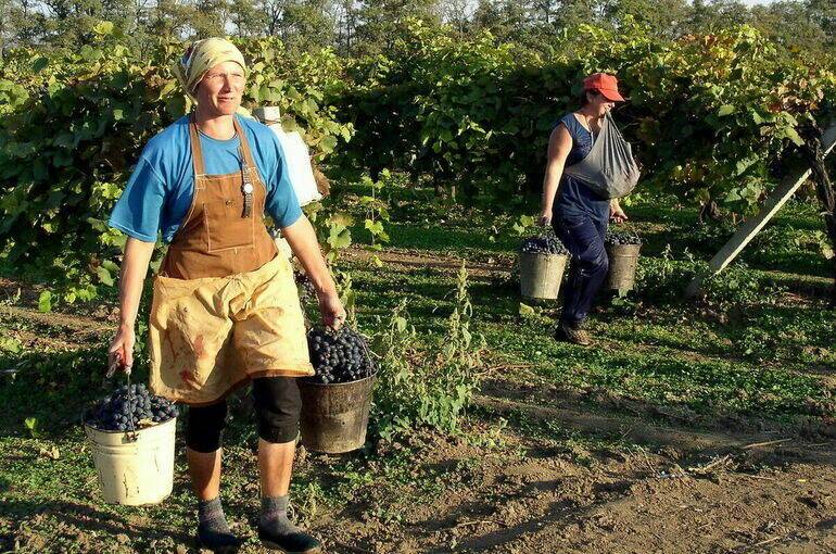 Кабмин утвердил правила господдержки виноградарей в рамках отраслевого федпроекта