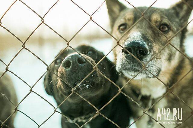 Московский ветеринар-блогер посетил кемеровский приют для бездомных животных