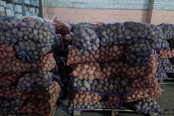 24 тонны картофеля не пропустили в Псковскую область из-за карантинного объекта