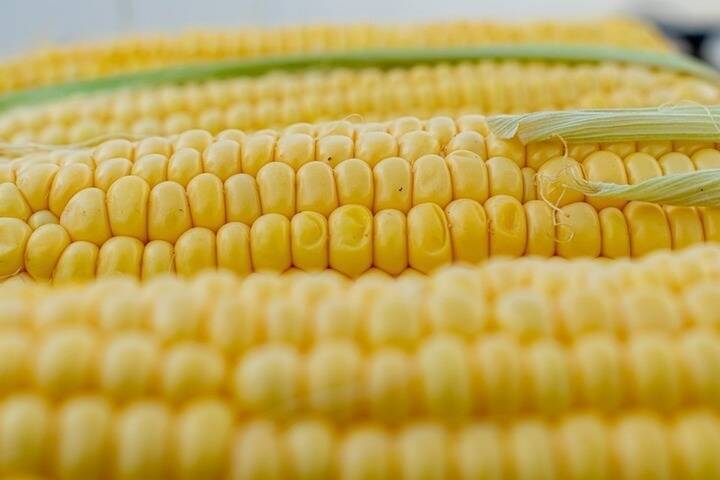 Поставки тамбовской кукурузы в другие страны увеличились в 25 раз