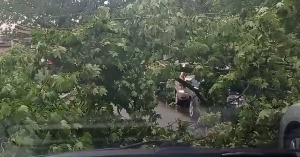 Возле ОПУ на припаркованный автомобиль упало дерево (ФОТО)