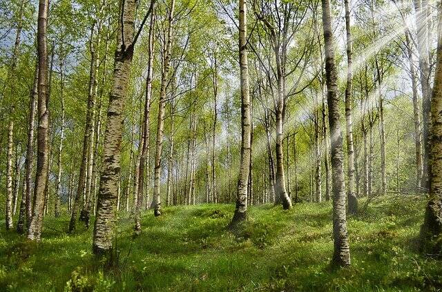 В рязанском посёлке Никуличи может появиться лесопарк
