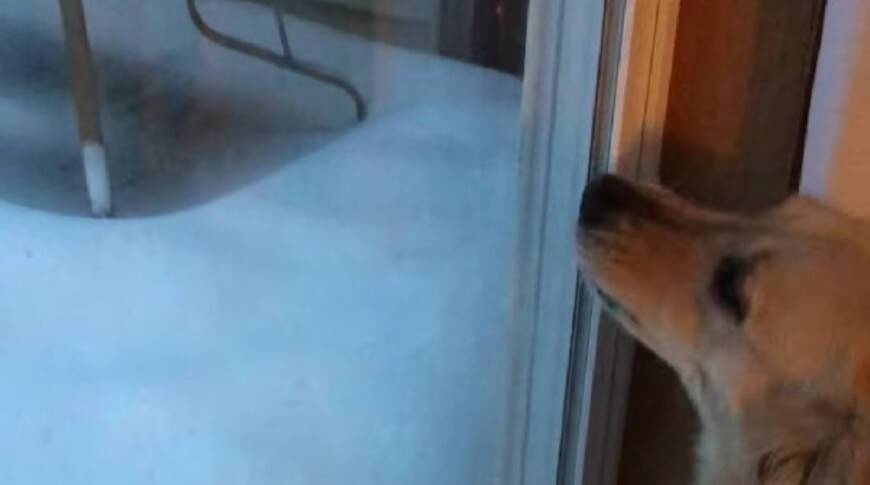 Щенок хотел поиграть в снегу, но после очень быстро передумал – смешное видео!
