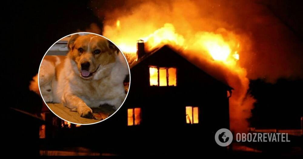 В США пес спас семью с детьми от пожара – фото