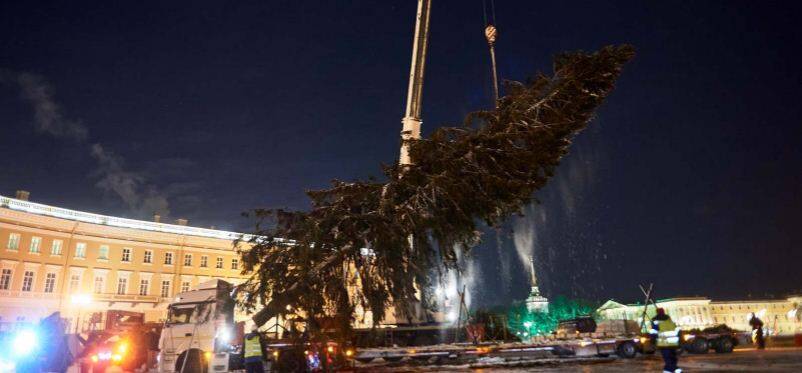 На Дворцовой площади Петербурга установили елку с поврежденной кроной