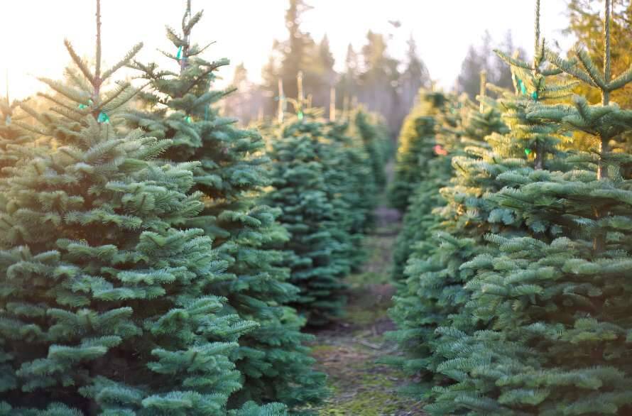 Цены на новогодние елочки в 2021 году: где доступней всего купить праздничное деревце