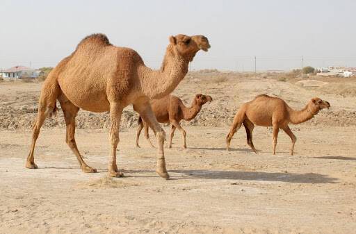 В Саудовской Аравии десятки верблюдов убрали с конкурса красоты из-за инъекций ботокса