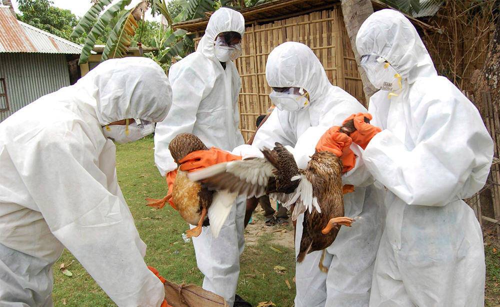 На западе Японии уничтожили 30 тыс. кур из-за вспышки птичьего гриппа