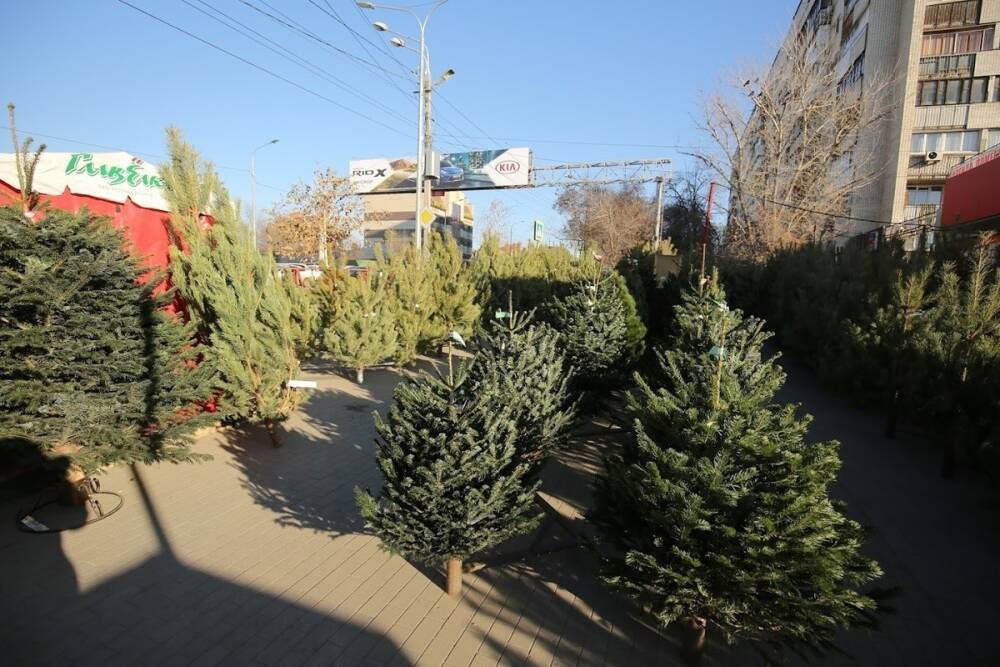 С 10 декабря во всех районах Астрахани откроются елочные базары