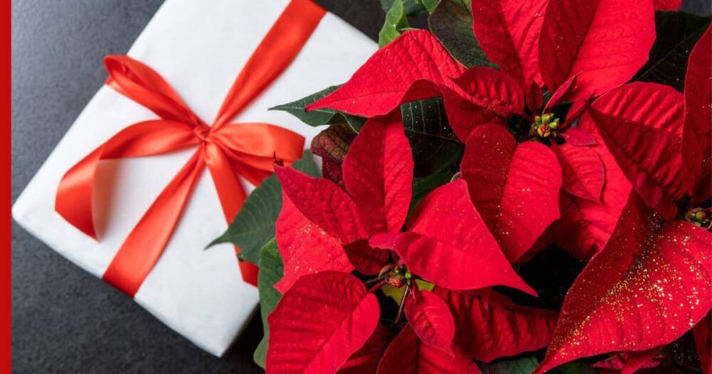 Полезный подарок: какое комнатное растение подарить на Новый год или Рождество