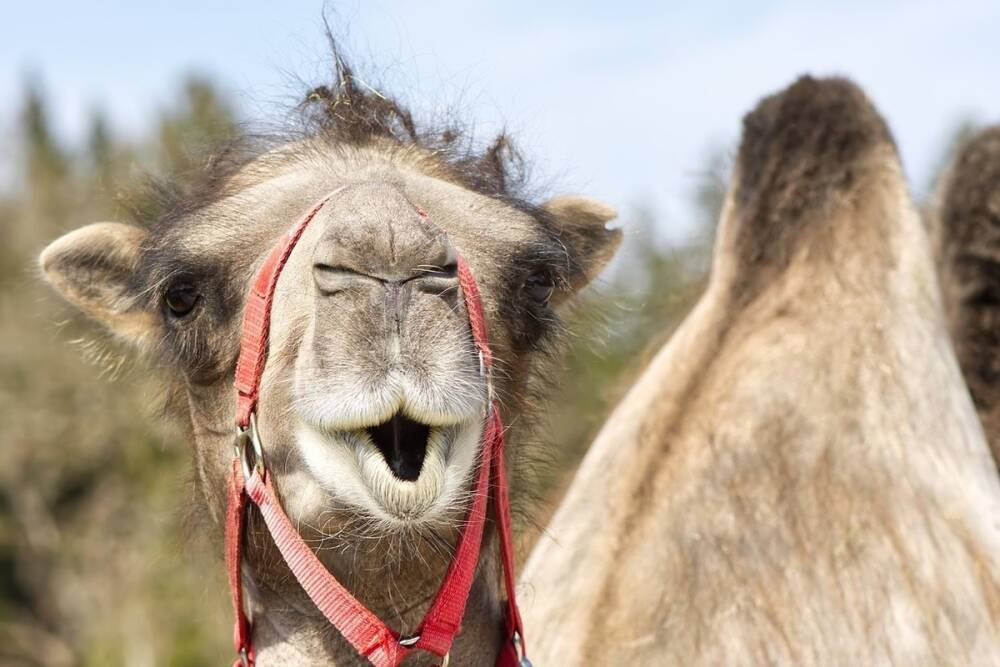 В Саудовской Аравии сняли с конкурса красоты перекачанных ботоксом верблюдов