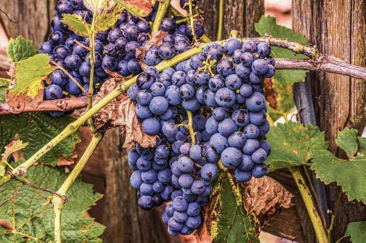 В каком месте лучше сажать виноград: житейская хитрость садоводов