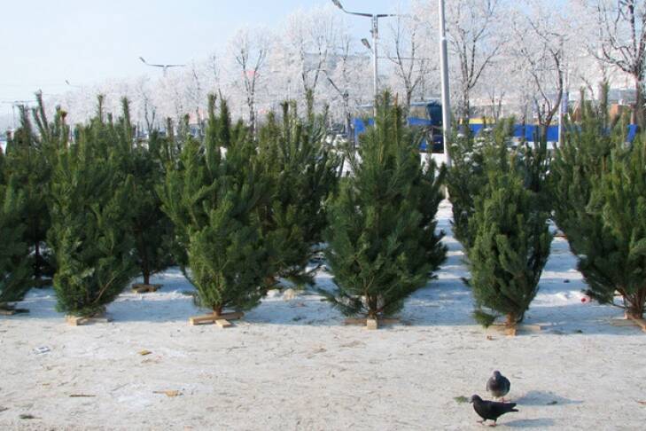 Новый год все ближе: в Украине начали продавать новогодние елки